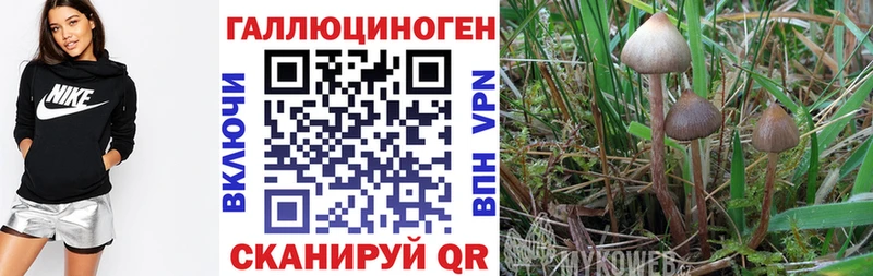 площадка официальный сайт  Лебедянь  Псилоцибиновые грибы Psilocybine cubensis 